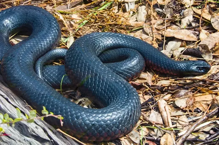 snake dream interpretation
