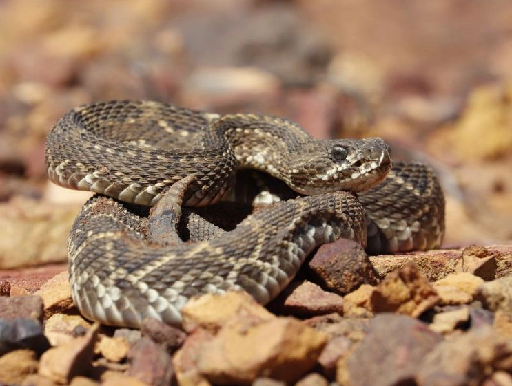 dream of a snake biting you