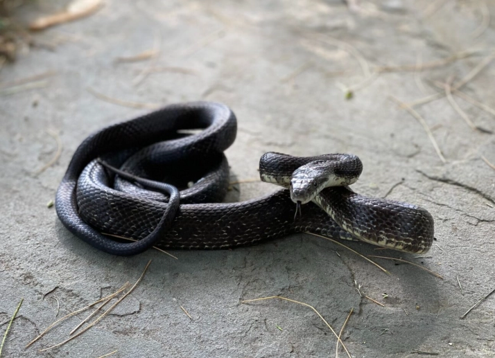 snake dream interpretation