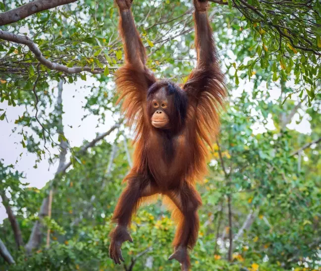 dream symbols ape