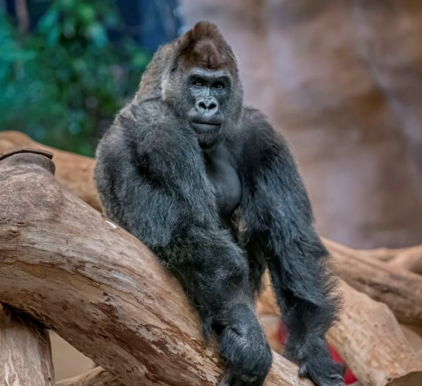 dream symbols ape