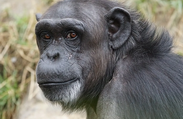 dream interpretation animals