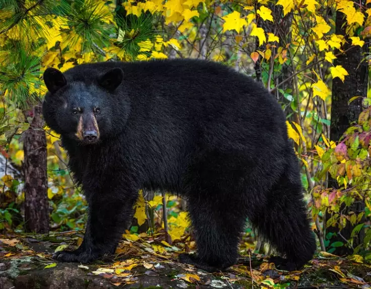 what does it mean to dream about a black bear