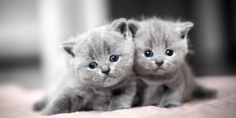 kitten dream meaning