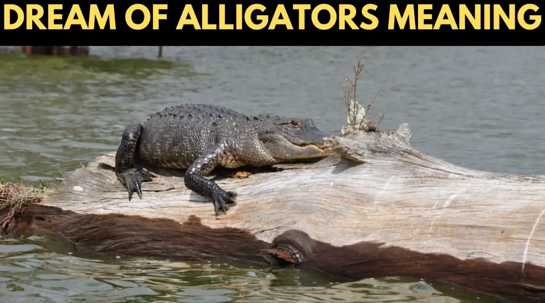 What Does Dreaming of Alligators Mean? A Complete Guide