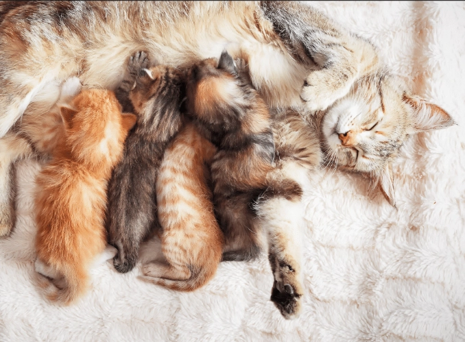 dream about cats