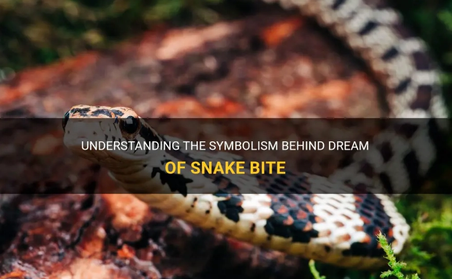 Snake Bite Dream Meaning: Decoding Fear, Transformation & Warning