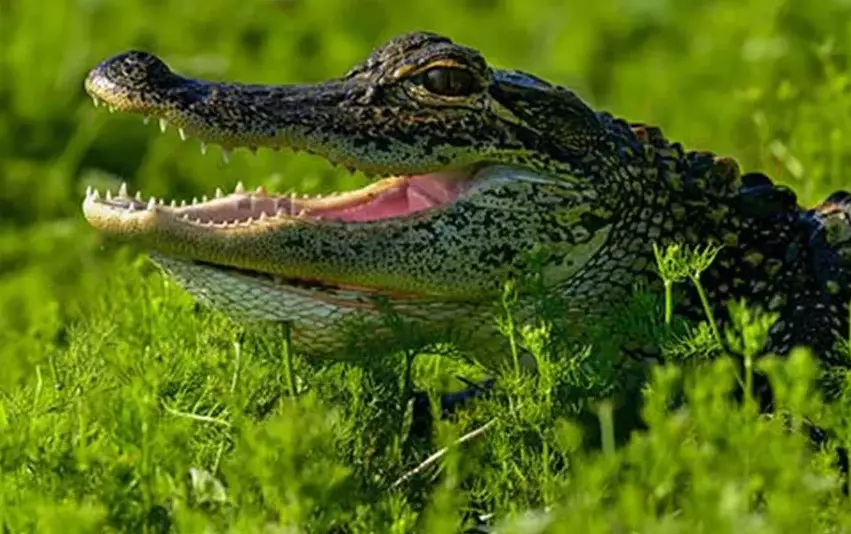 alligator in dream symbolism