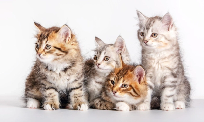 dream about cats