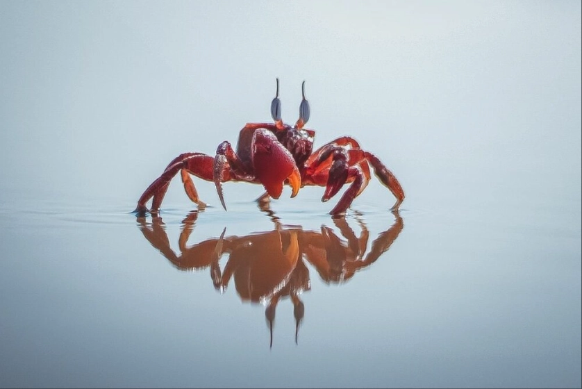 dream about crab
