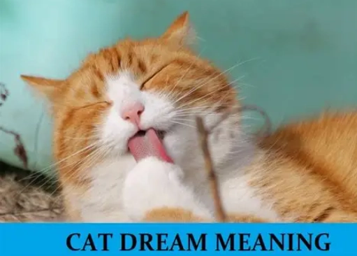 Dream Meaning of a Cat: A Deep Dive into Feline Symbolism