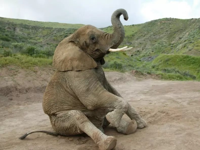 Elephant Dream Meaning: Unlock Hidden Messages in Your Sleep