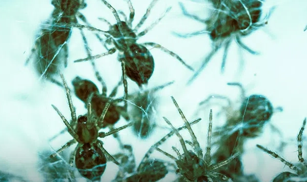 Dreams About Spiders: Meanings, Interpretations, and What They Reveal