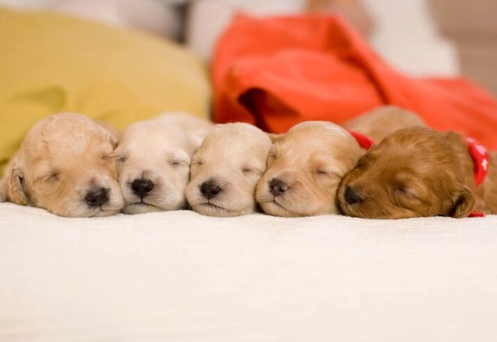 puppy dreams spiritual meaning