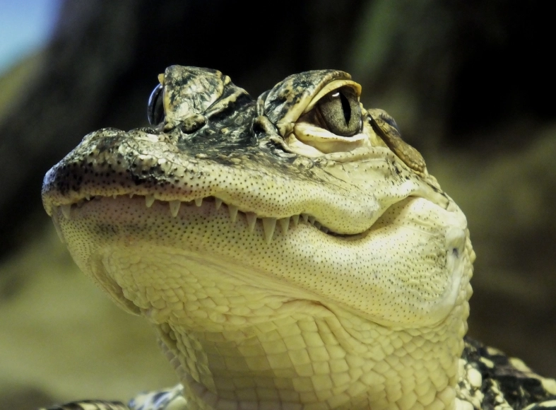 crocodile dream interpretation