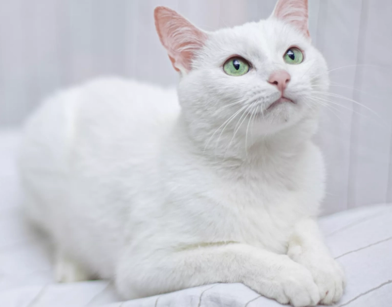 spiritual meaning of white cat in dreams