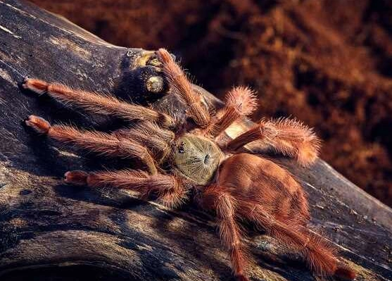 Unpacking the Tarantula Dream: Fears, Control, and Hidden Strength