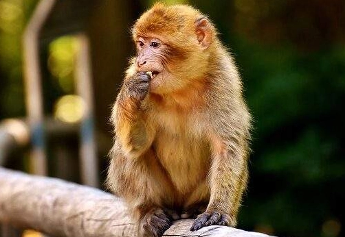 spiritual meaning of monkeys