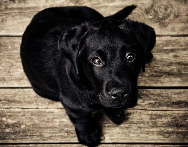 dreaming of a black dog chasing you