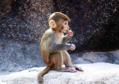 Dreaming a Monkey: Symbolism, Meanings, and Modern Interpretations