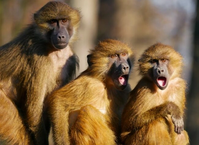 monkey dream meaning