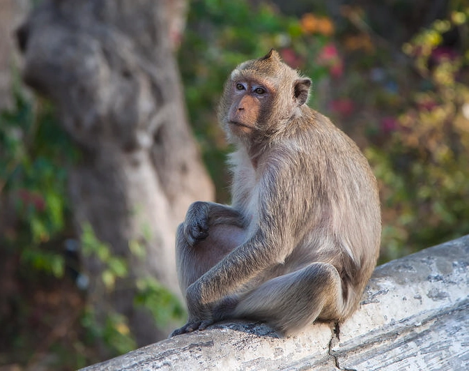 spiritual meaning of monkeys
