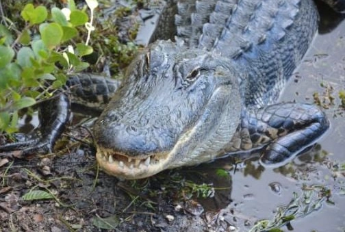 Alligator Dream Meaning: Decode Your Subconscious Symbols