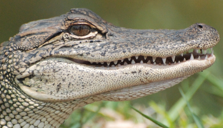 crocodile dream interpretation