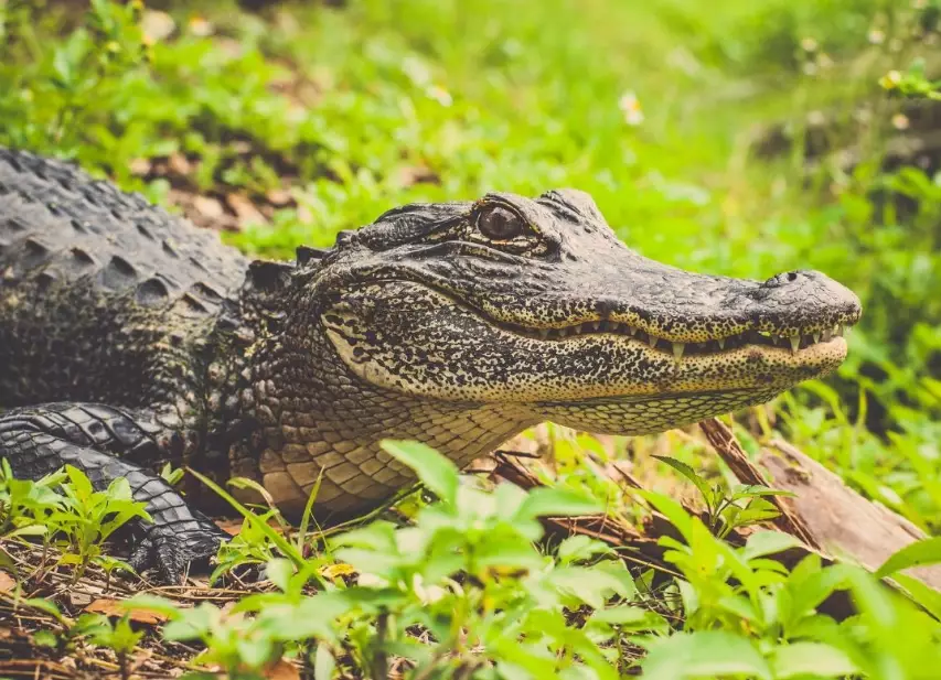Dreaming About Alligators? A Complete Guide to Meaning & Interpretation