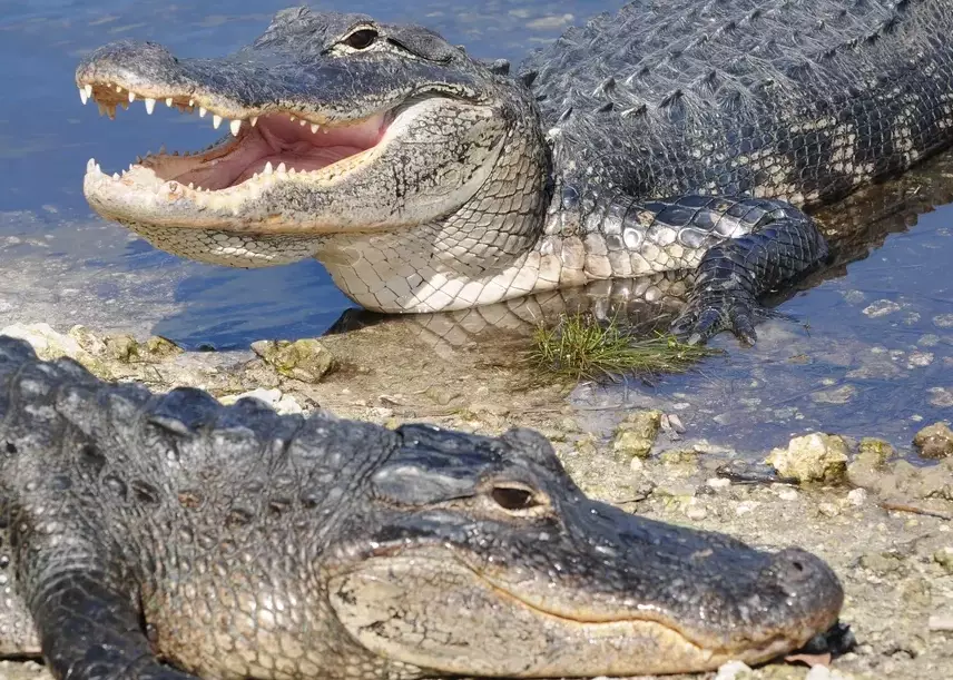 alligator dream meaning