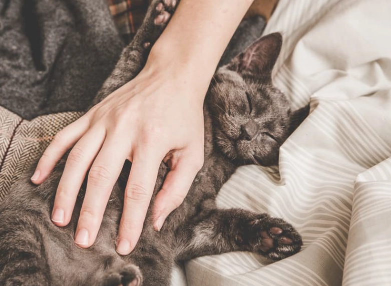 dreaming of cats