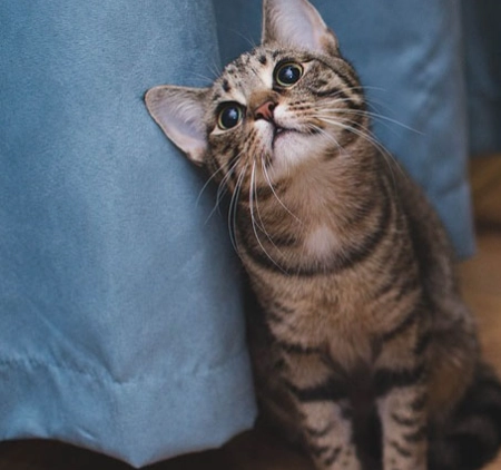 Cat Dream Meaning: Decoding the 7 Most Common Dreams