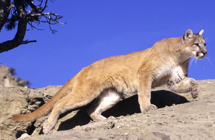mountain lion dream meaning