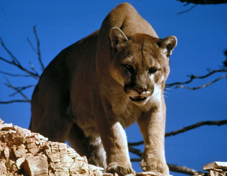 Mountain Lion Dream Meaning: 7 Powerful Interpretations & What to Do