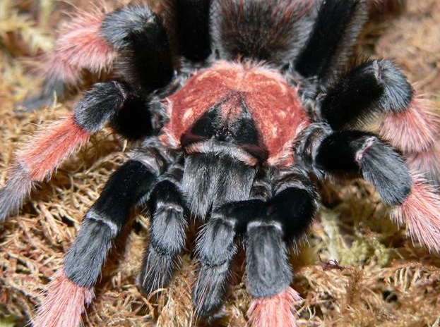spider dream meaning