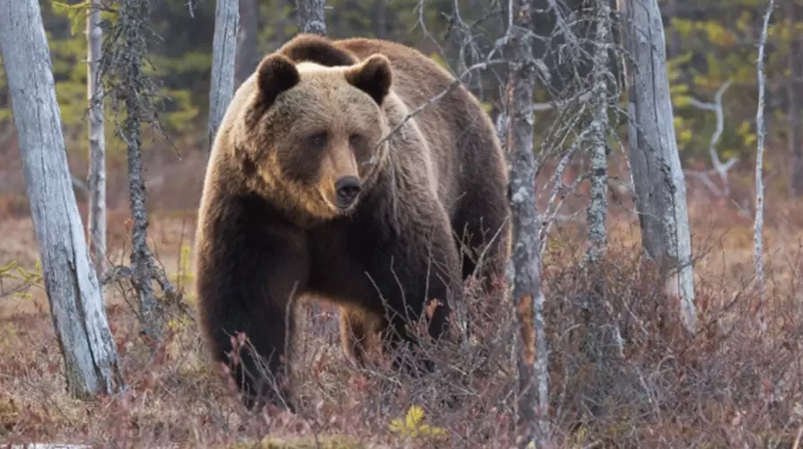 what does a bear dream mean