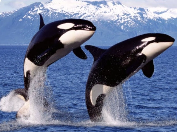 Orca Dream Meaning: Interpreting Killer Whale Dreams