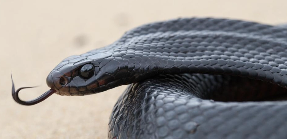 Black Snake Dream Meaning: A Deep Dive into Your Psyche