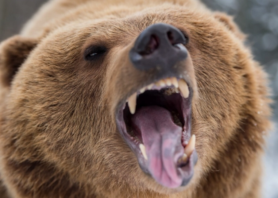 Bear Attack Dream Meaning: Decoding Nightmares and Symbolism