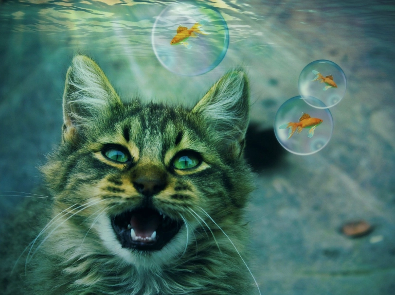 interpret dreams about cats