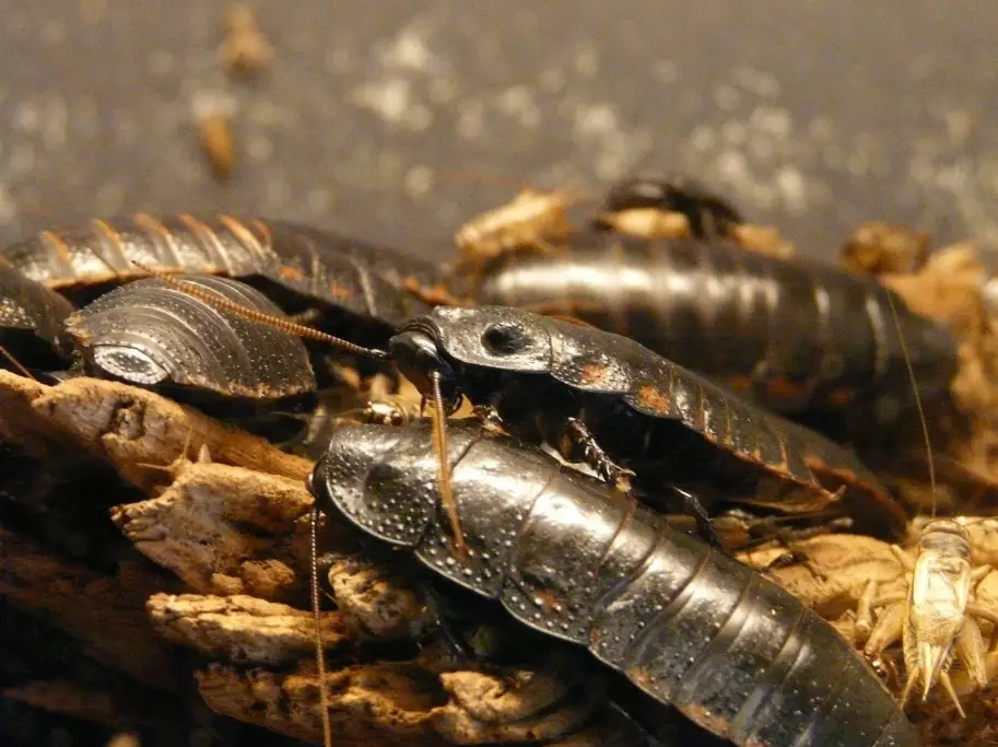 cockroach dream meaning