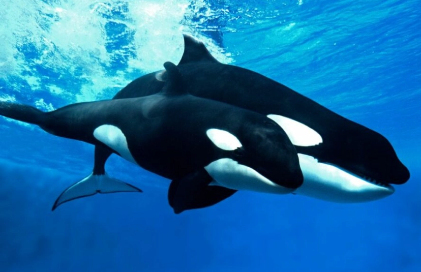 killer whale dream interpretation
