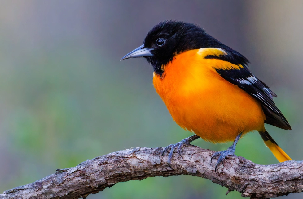 Oriole Meaning: Symbolism, Spiritual Signs & Cultural Insights