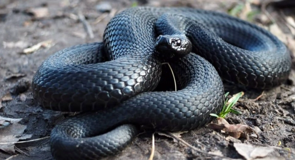 black snake dream meaning
