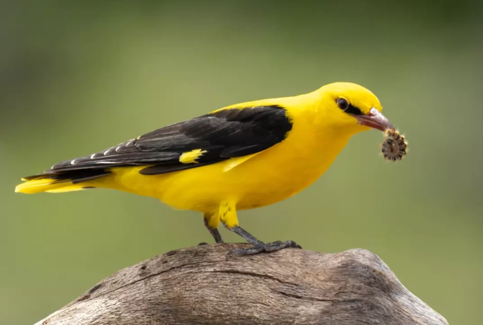 oriole bird meaning