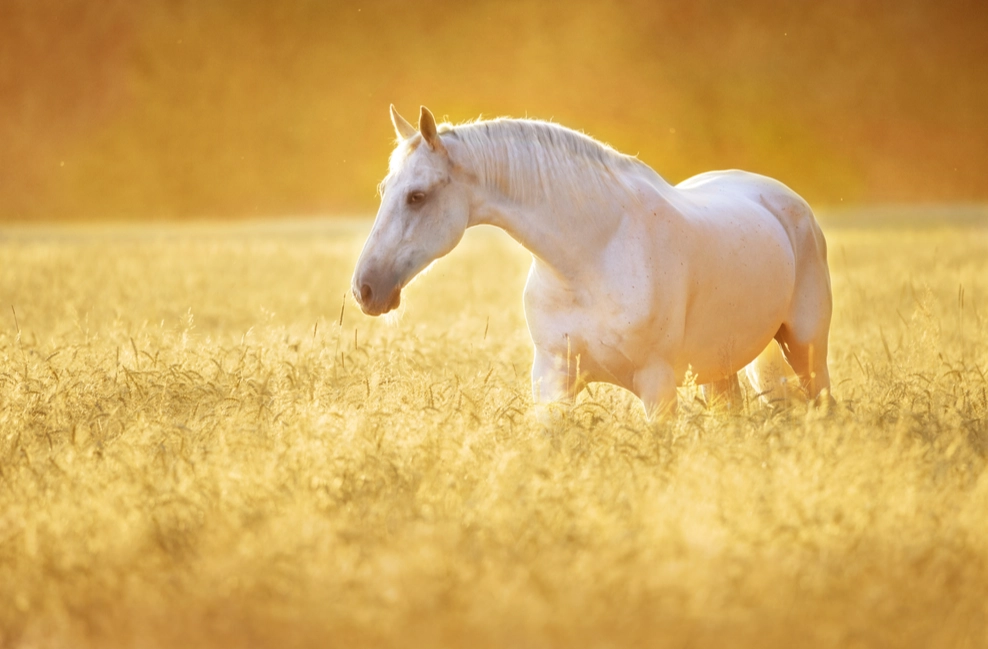 horse dream meaning