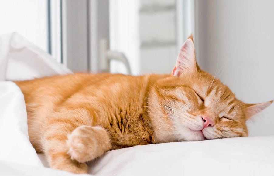 cat dream meaning