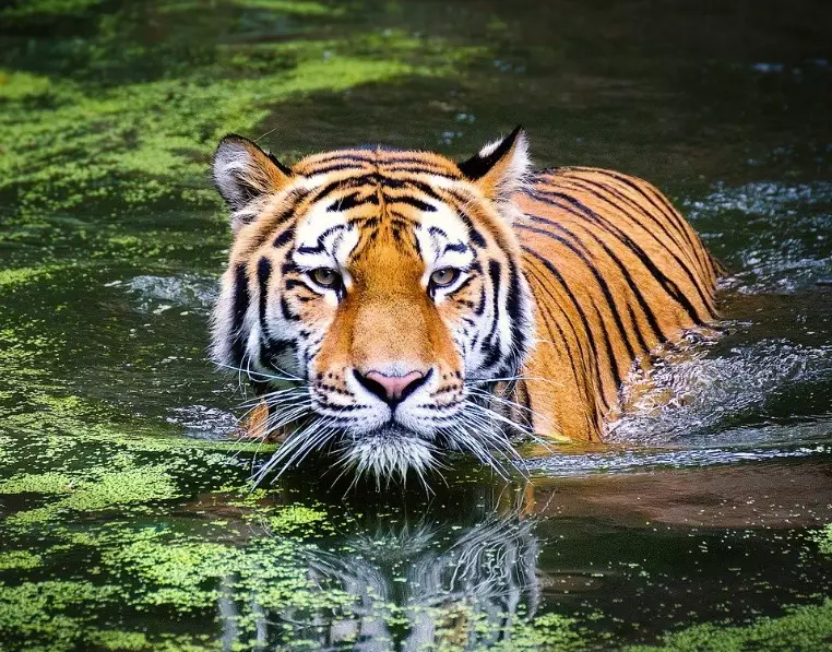 Tiger Dream Meaning: Decode the Symbolism and Interpretations