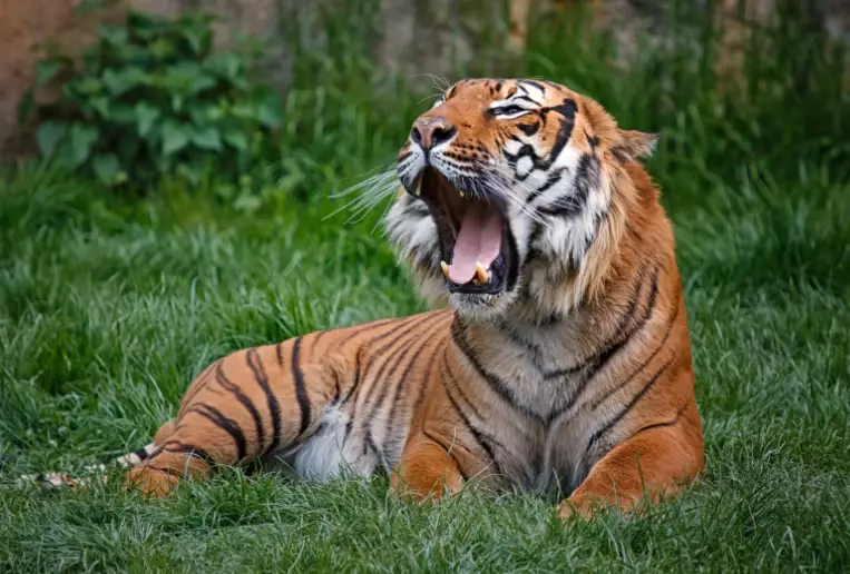 dream about tiger