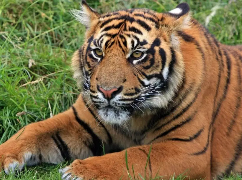tiger dream meaning
